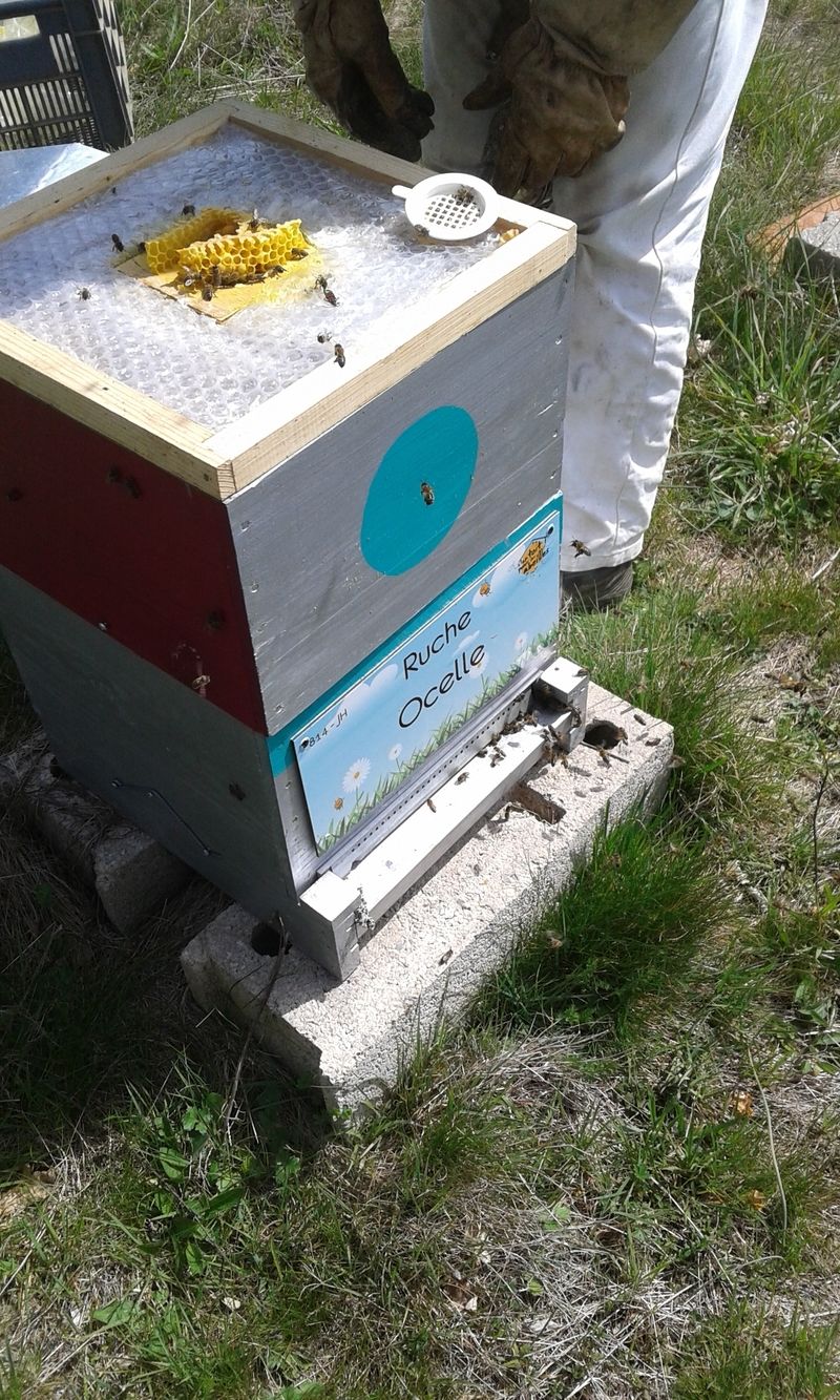 La ruche Ocelle