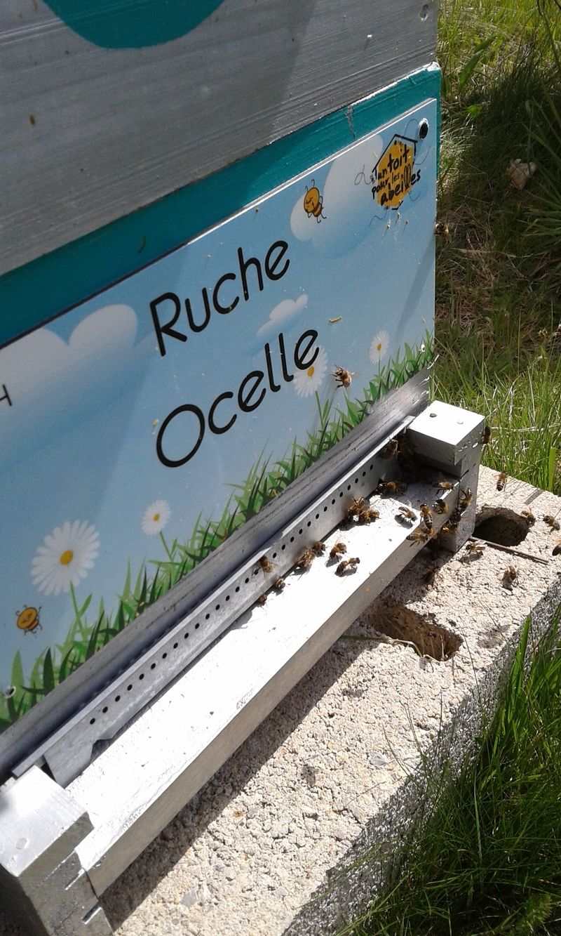 La ruche Ocelle