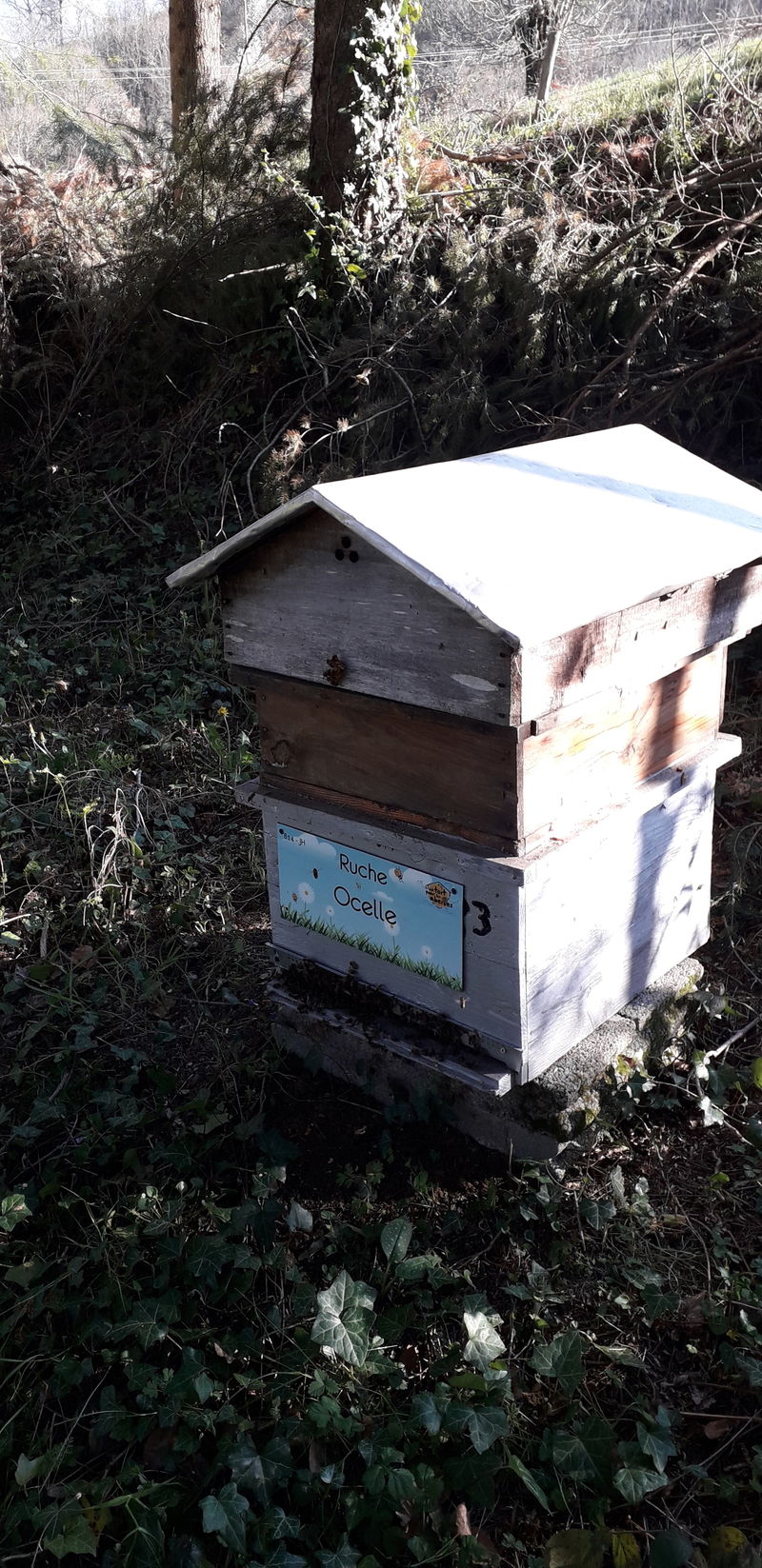 La ruche Ocelle