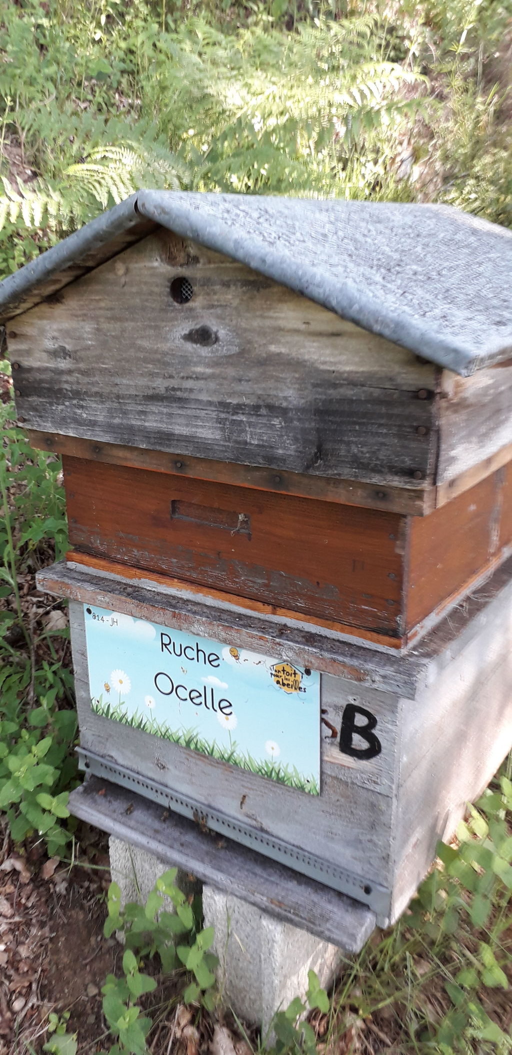La ruche Ocelle