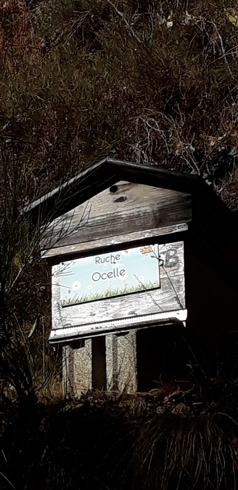 La ruche Ocelle