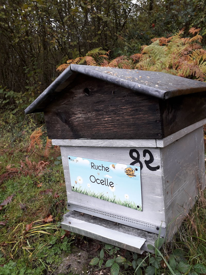 La ruche Ocelle