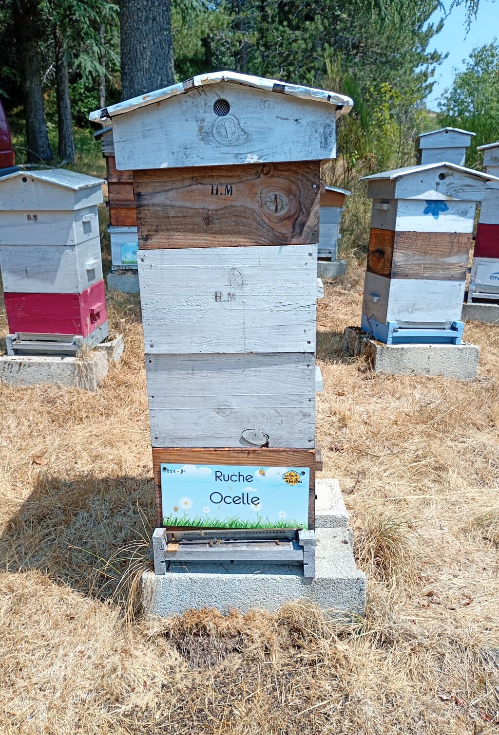 La ruche Ocelle