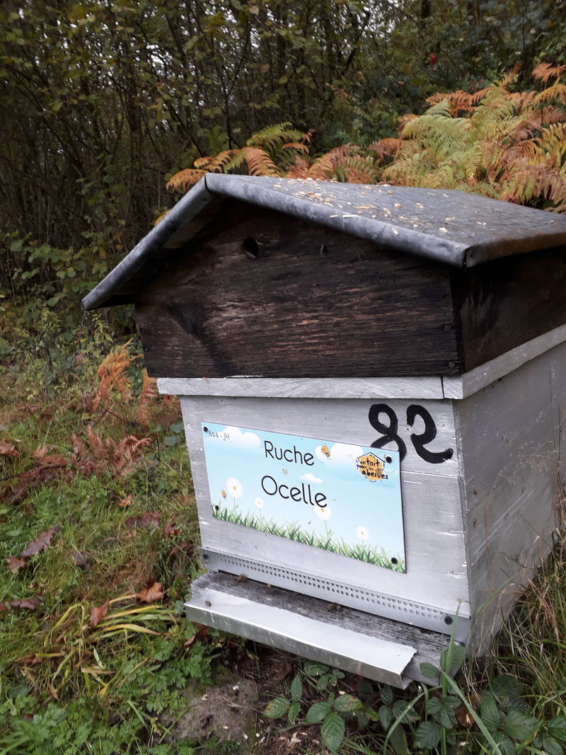 La ruche Ocelle