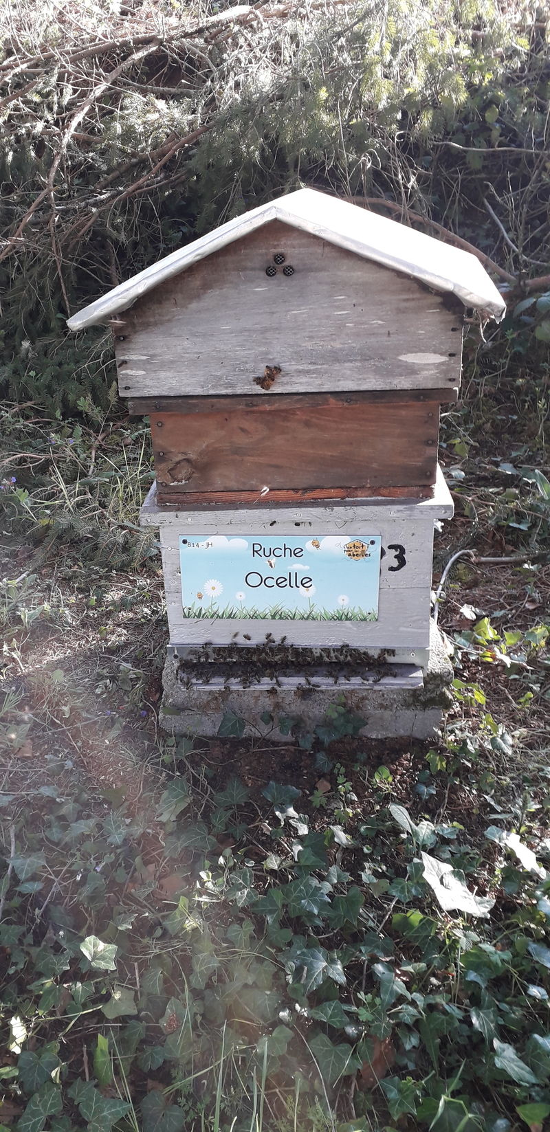 La ruche Ocelle