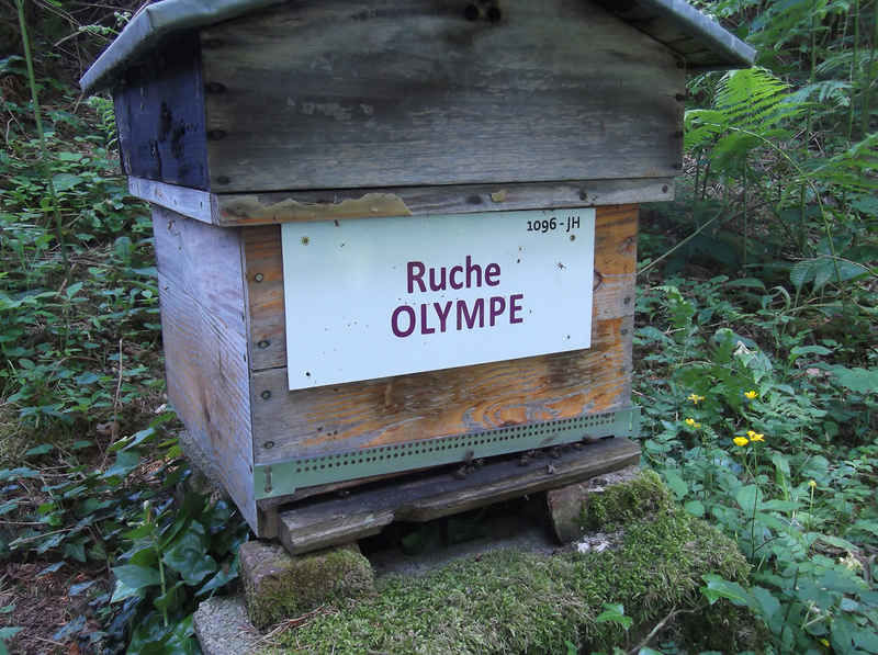 La ruche Olympe