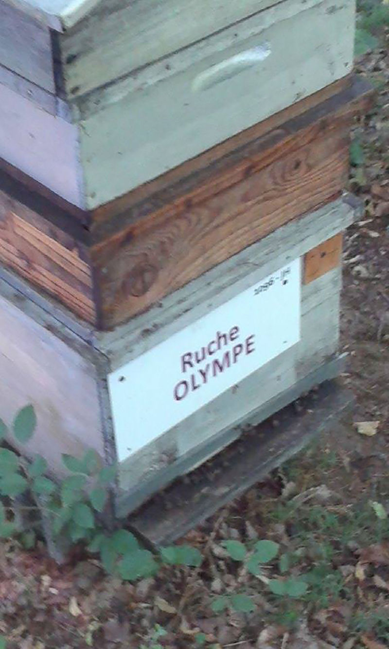 La ruche Olympe