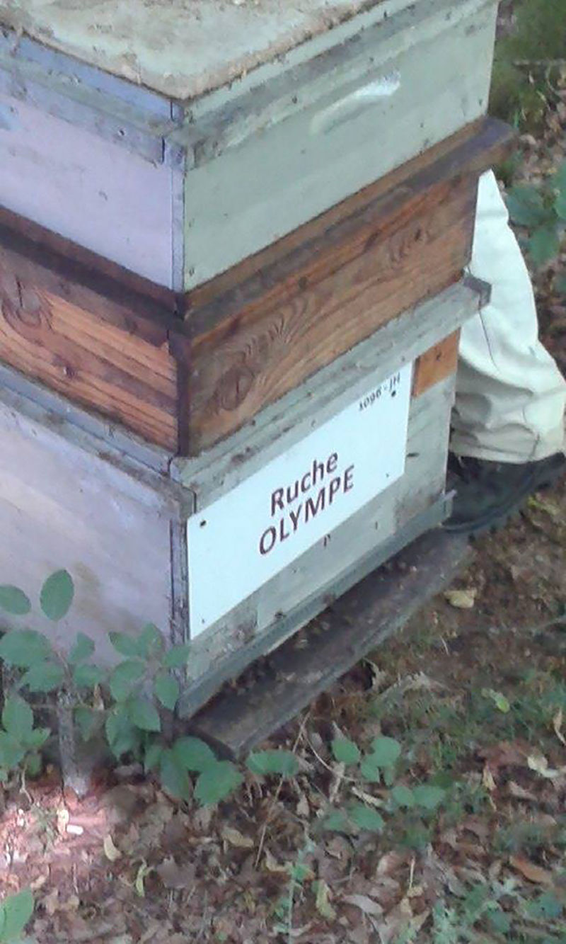 La ruche Olympe