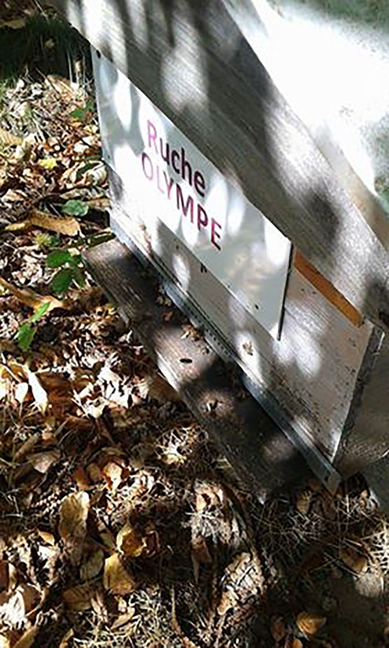 La ruche Olympe