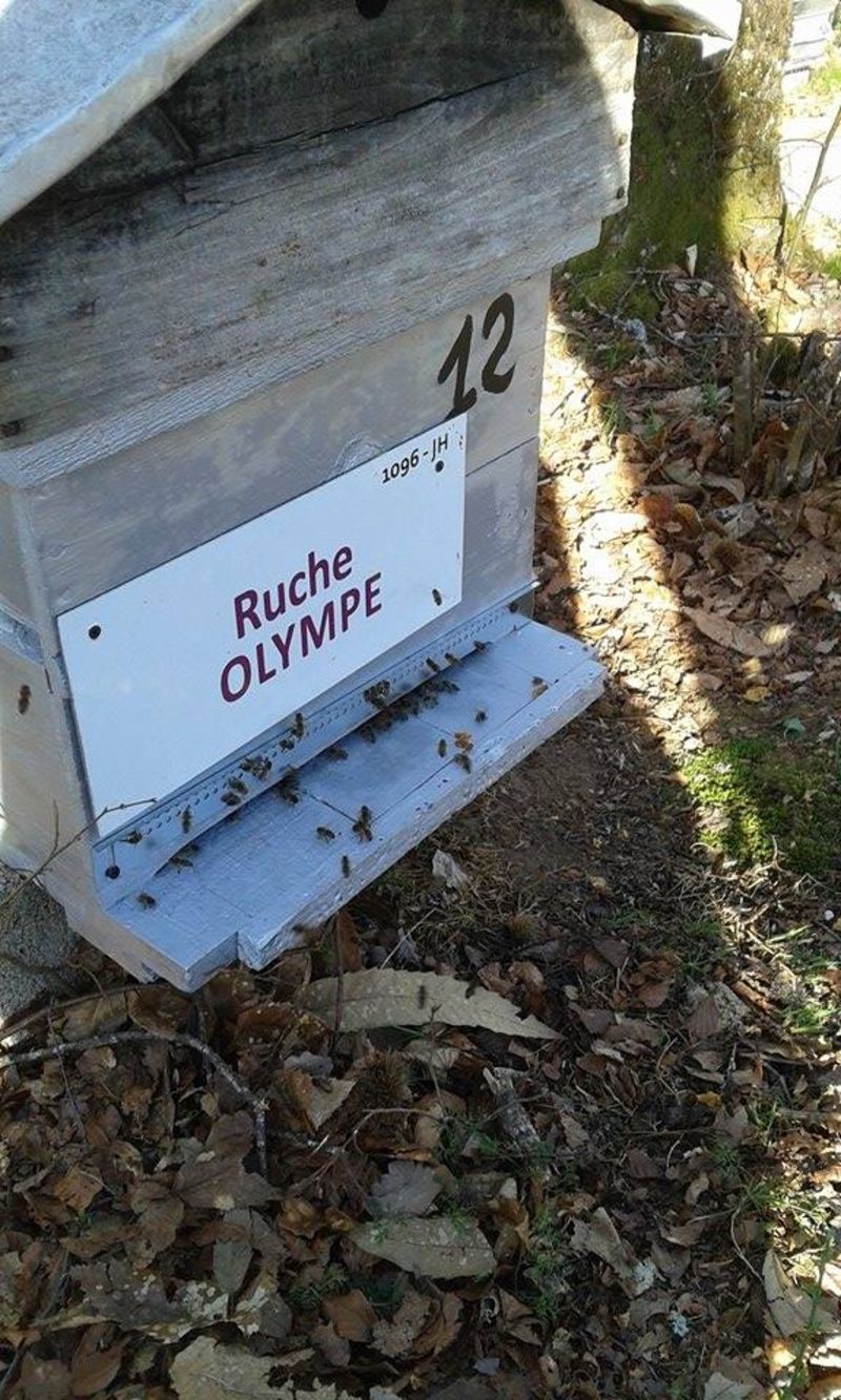 La ruche Olympe