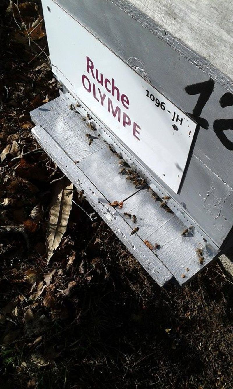 La ruche Olympe