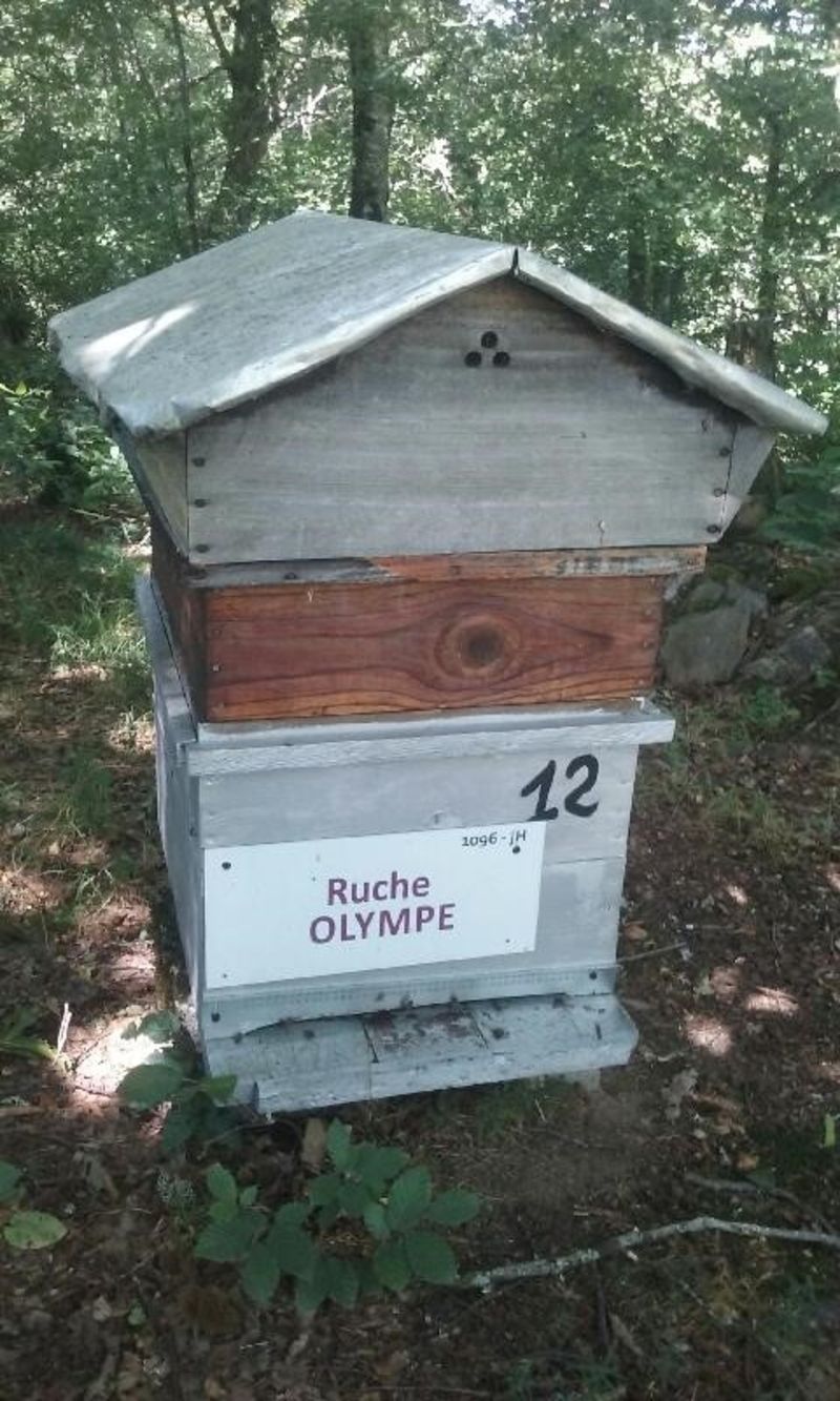 La ruche Olympe