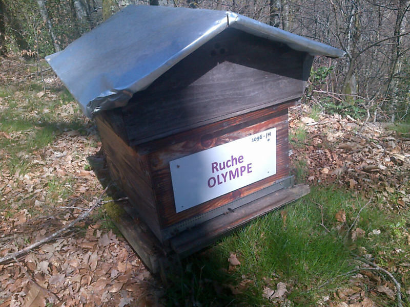 La ruche Olympe