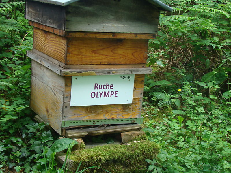 La ruche Olympe