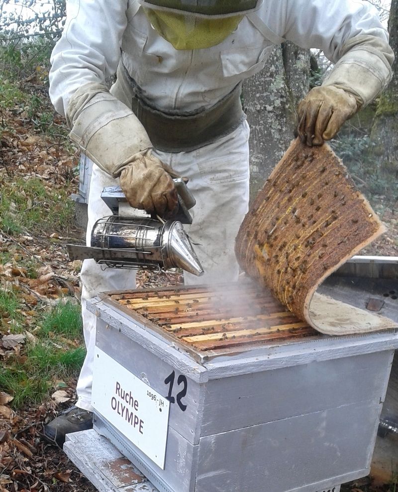 La ruche Olympe