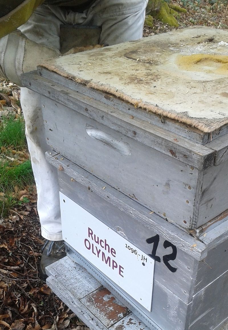 La ruche Olympe