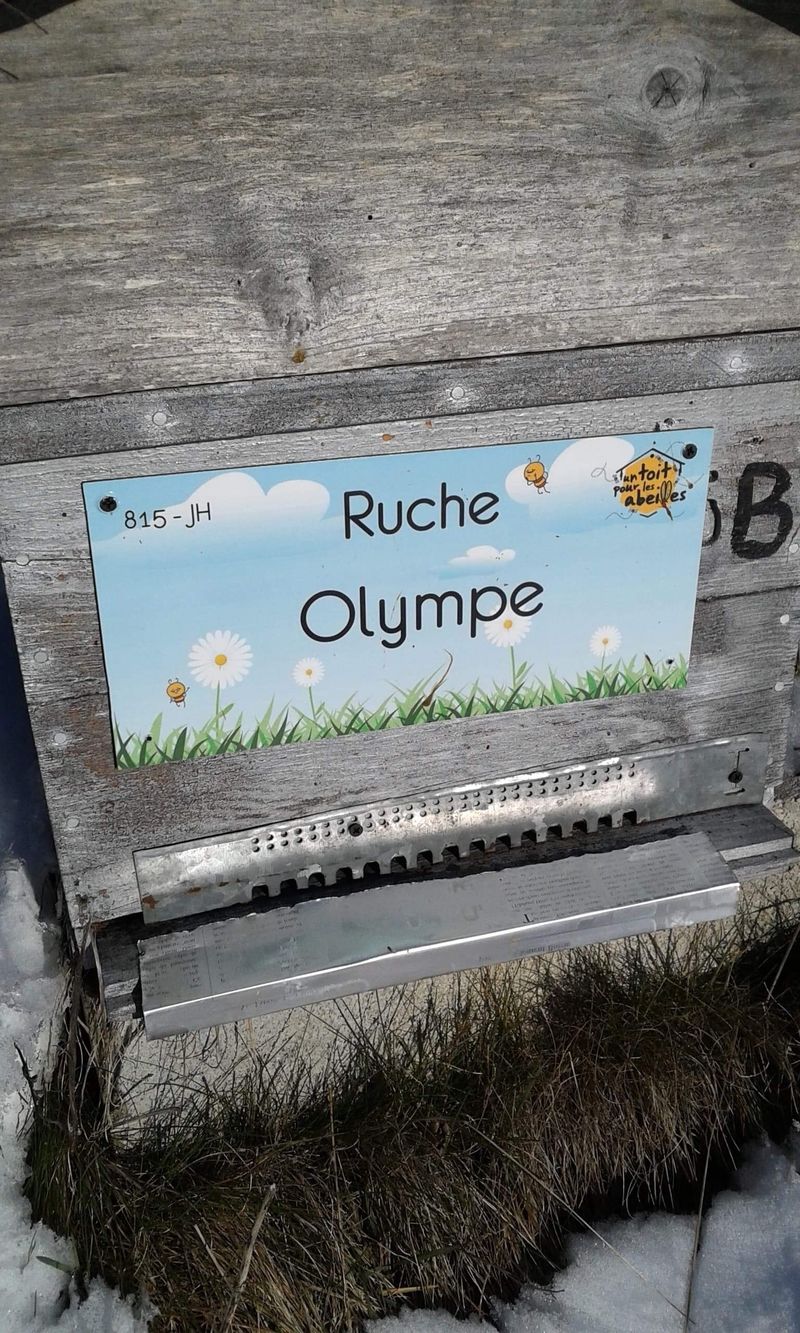 La ruche Olympe