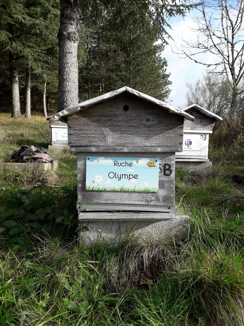 La ruche Olympe