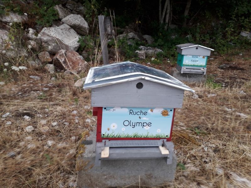 La ruche Olympe