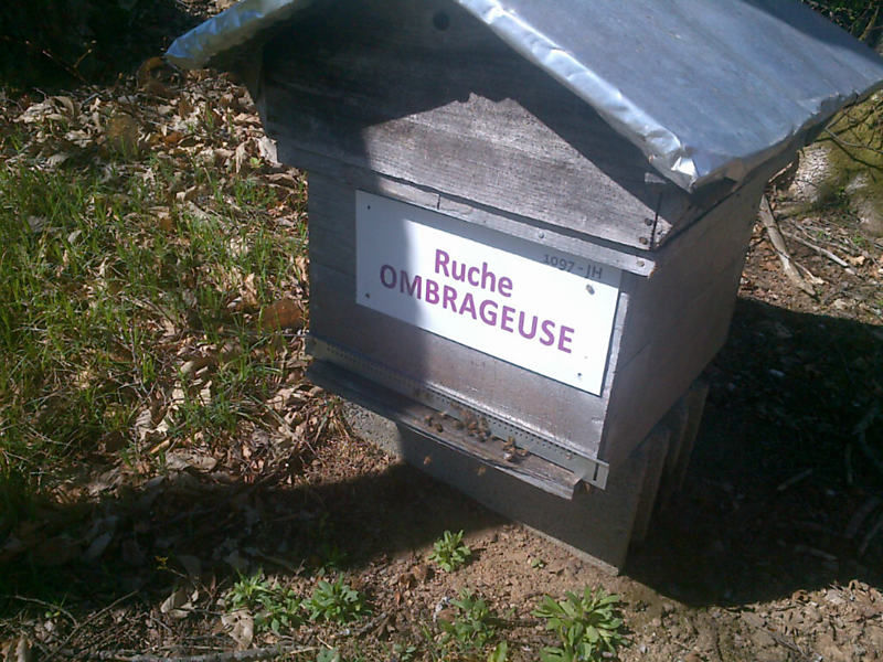 La ruche Ombrageuse