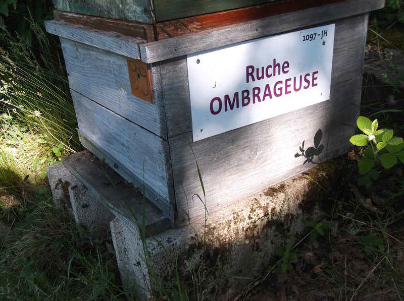 La ruche Ombrageuse