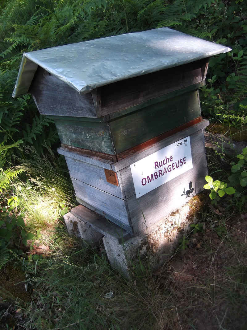 La ruche Ombrageuse