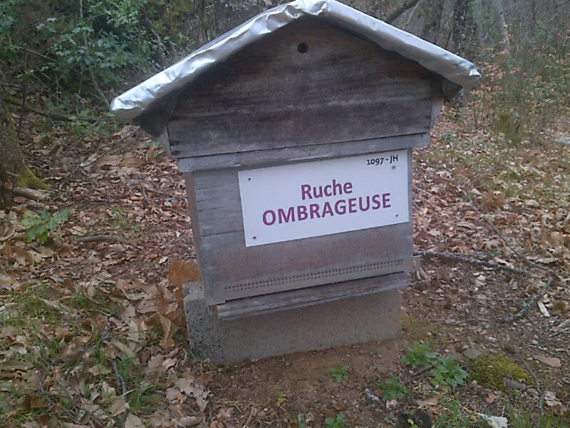 La ruche Ombrageuse