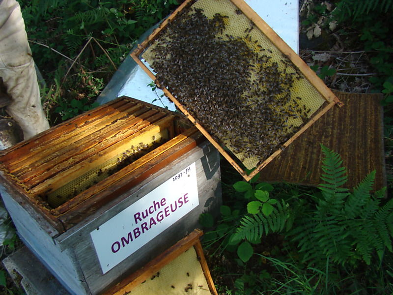 La ruche Ombrageuse