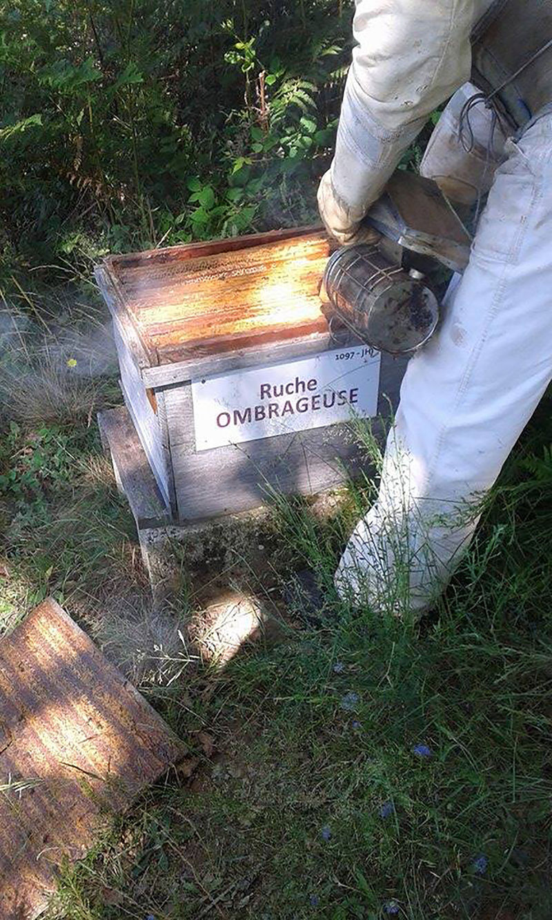 La ruche Ombrageuse
