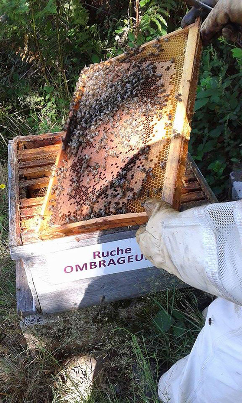 La ruche Ombrageuse