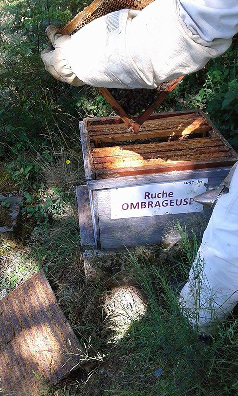 La ruche Ombrageuse