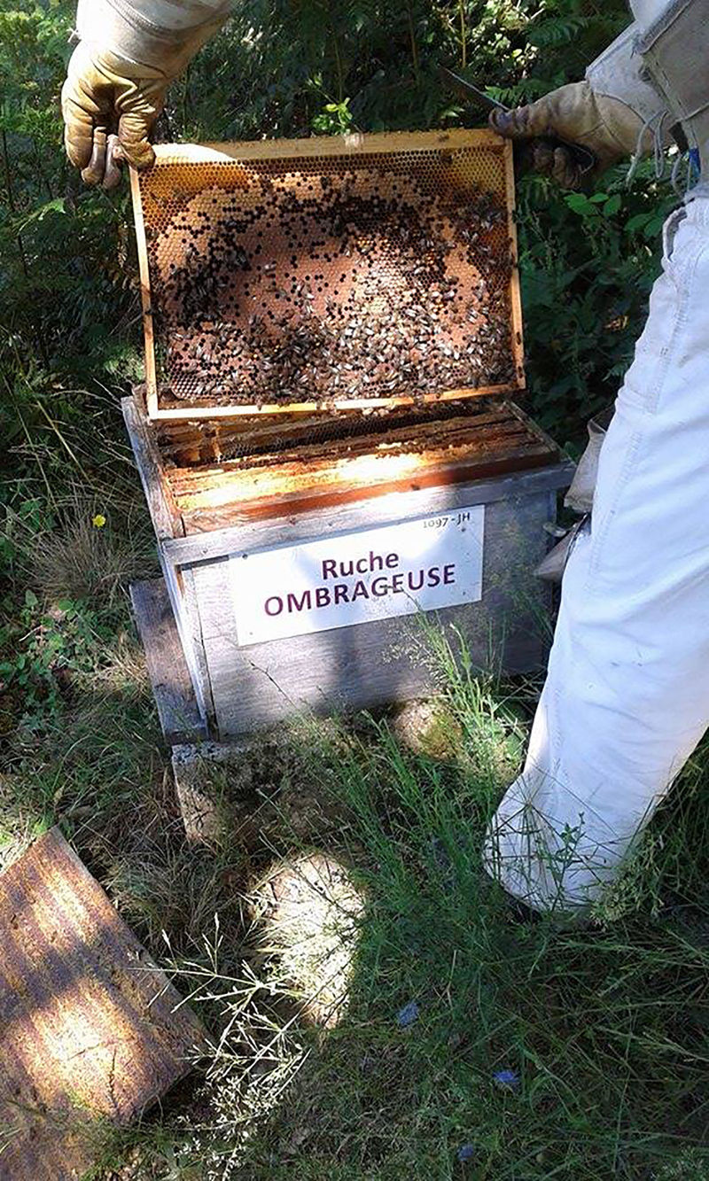 La ruche Ombrageuse
