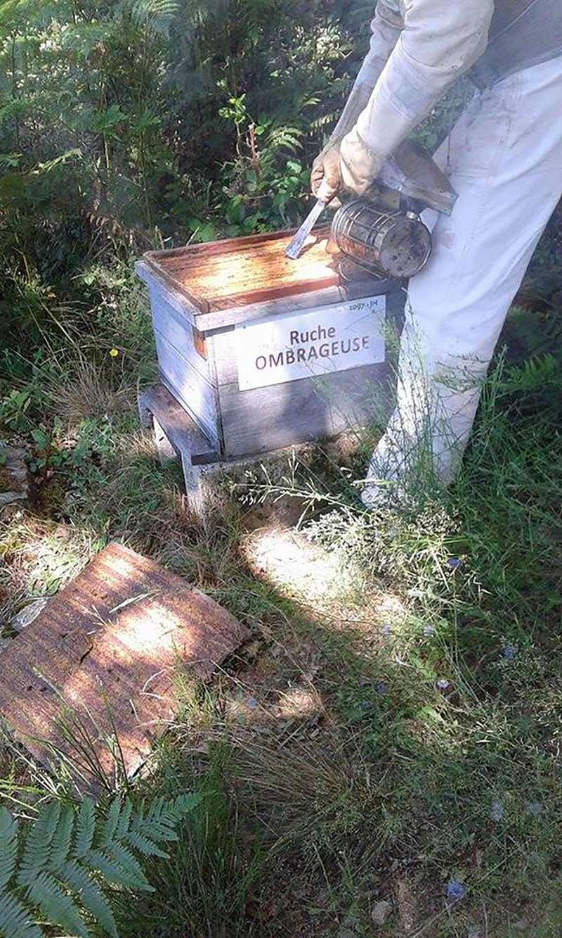La ruche Ombrageuse