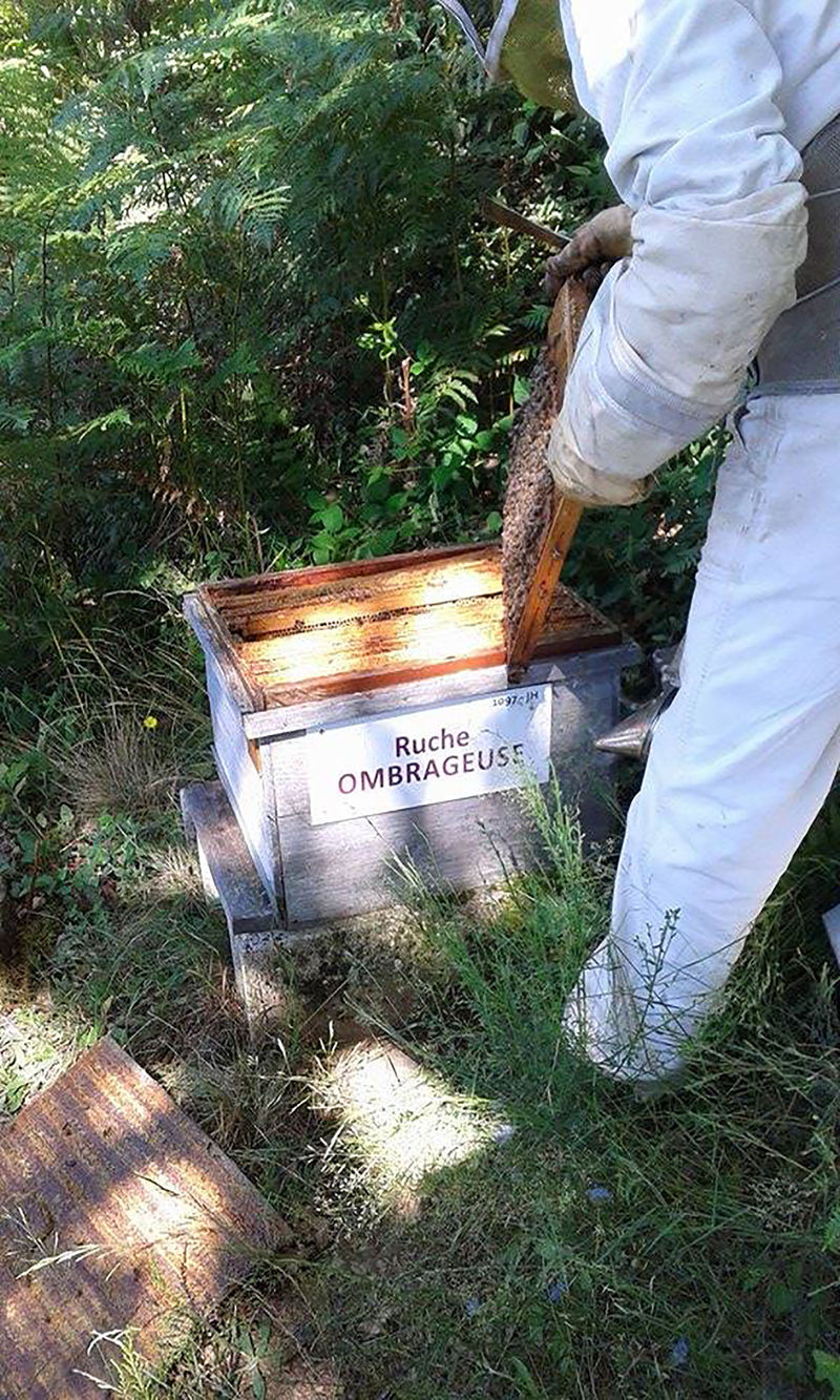 La ruche Ombrageuse
