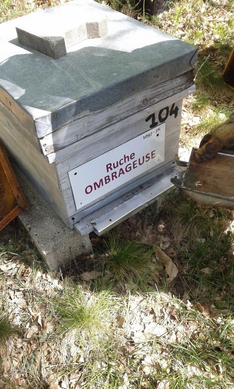 La ruche Ombrageuse