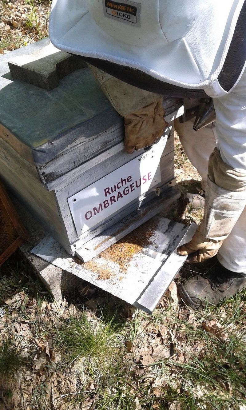 La ruche Ombrageuse