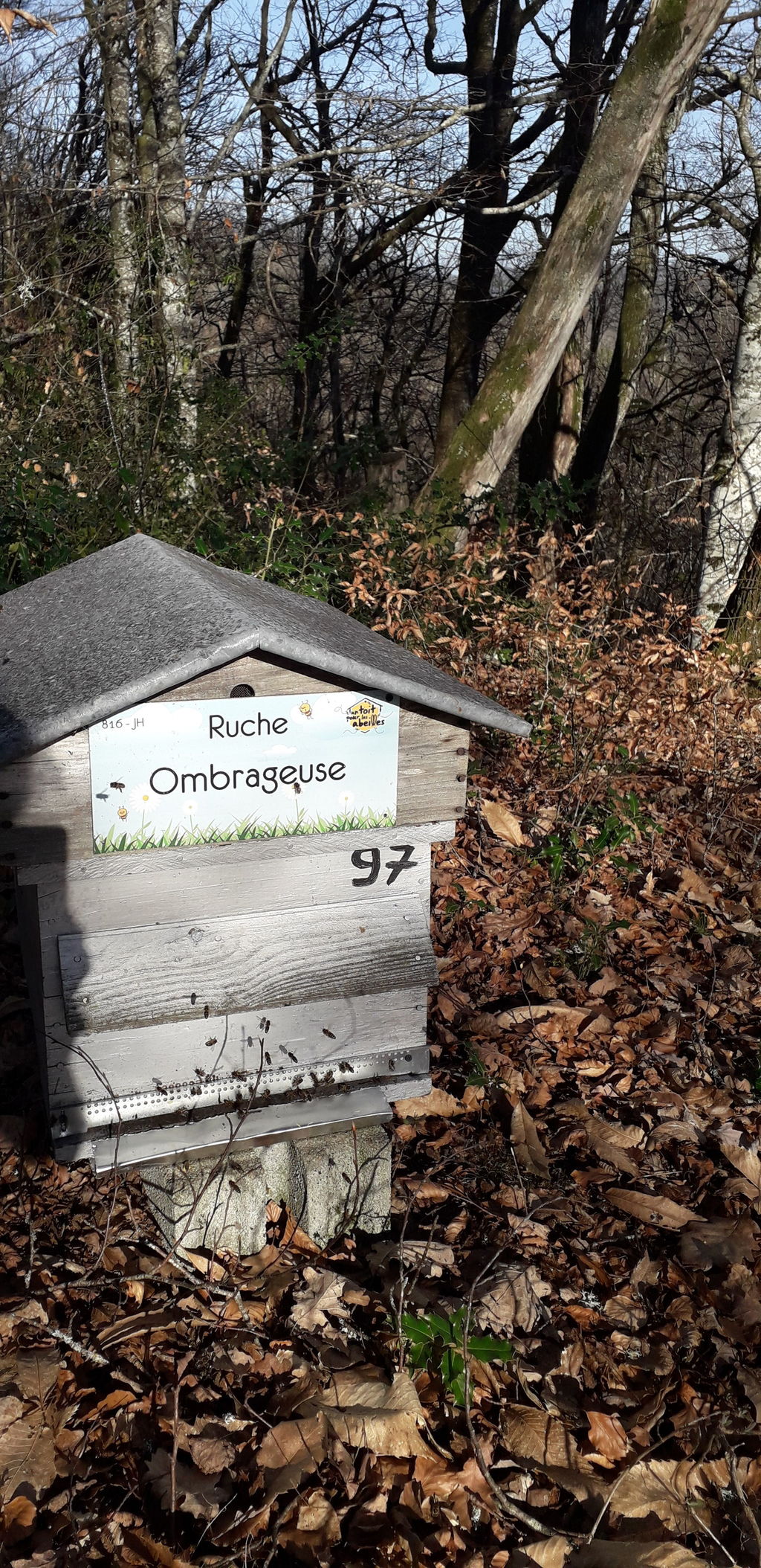 La ruche Ombrageuse
