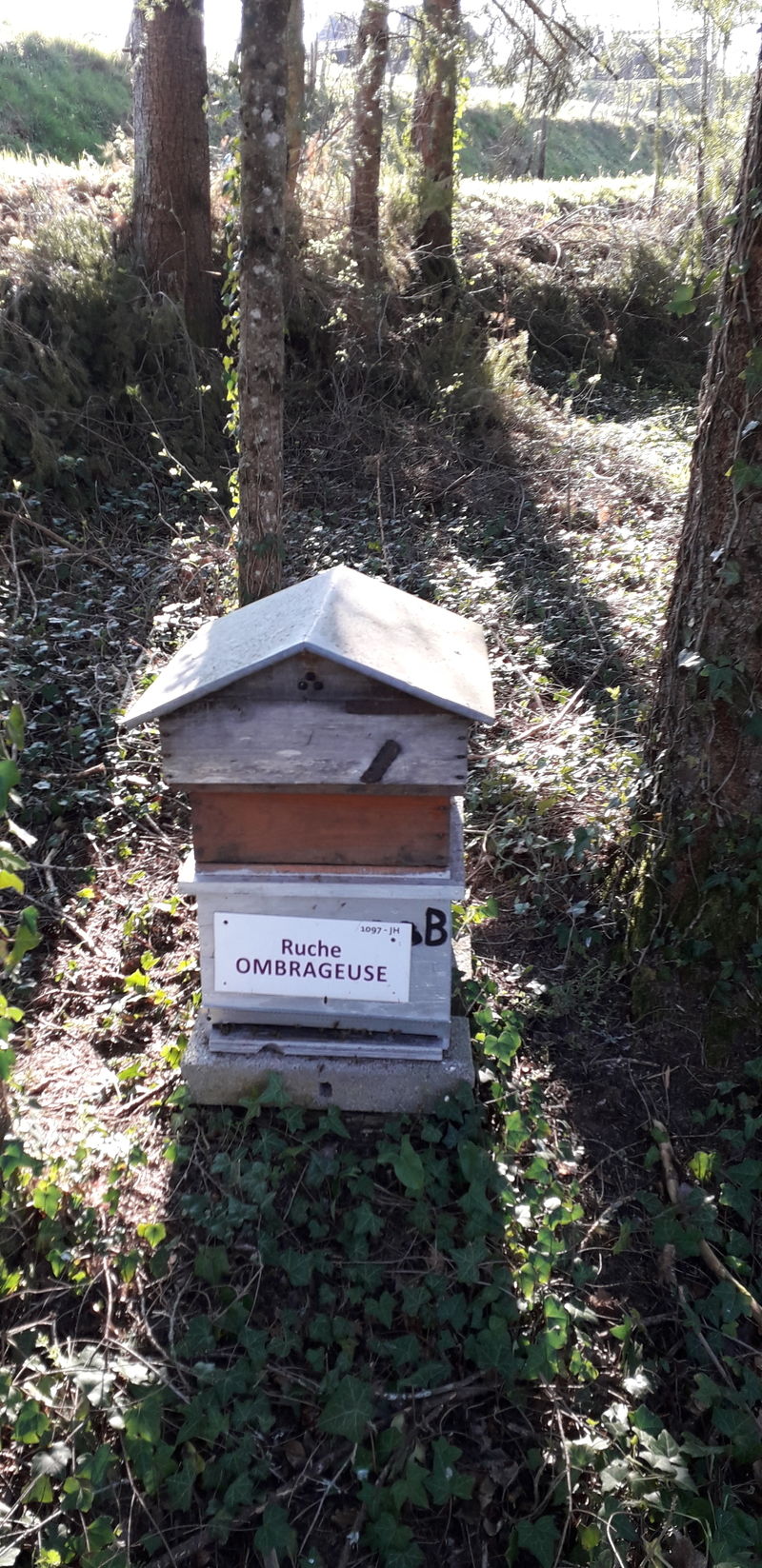 La ruche Ombrageuse