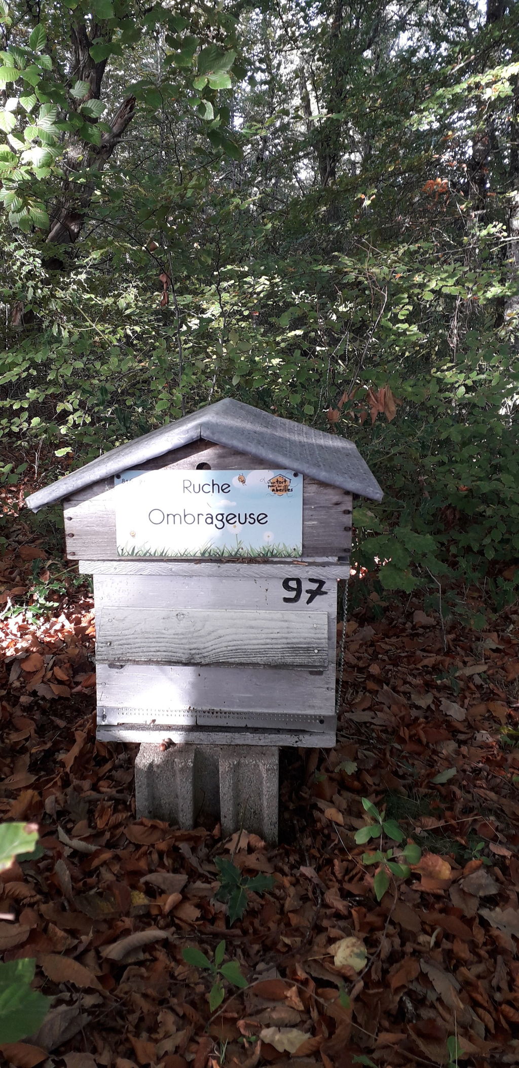 La ruche Ombrageuse