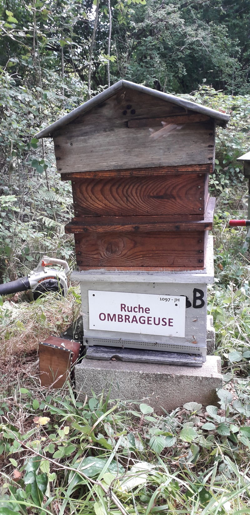 La ruche Ombrageuse