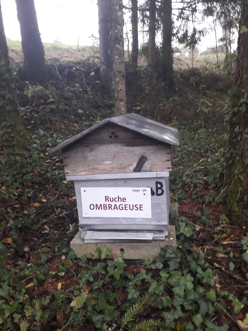 La ruche Ombrageuse