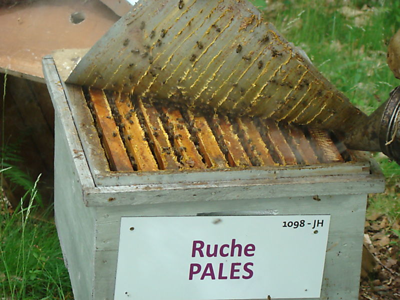La ruche Pales