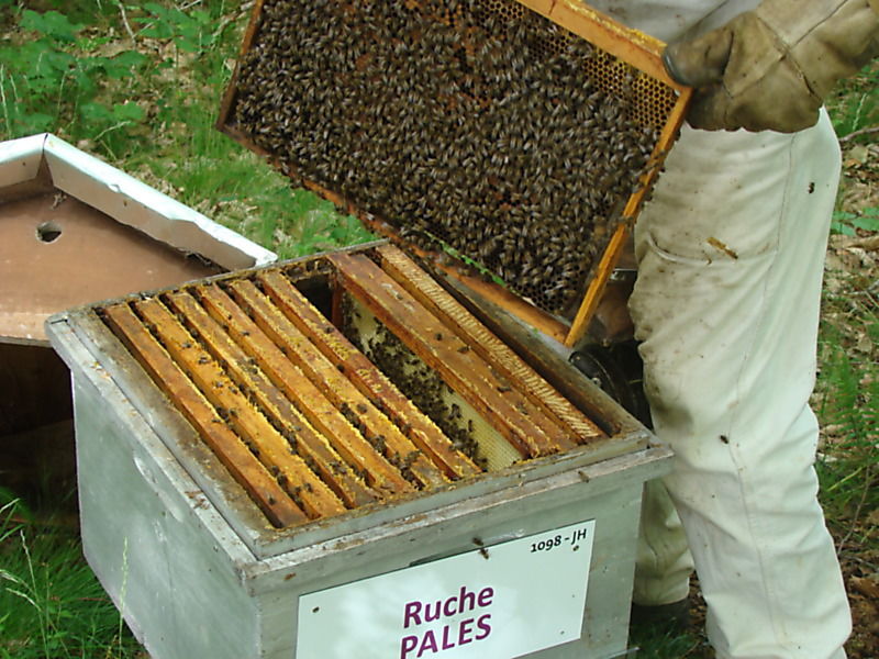 La ruche Pales