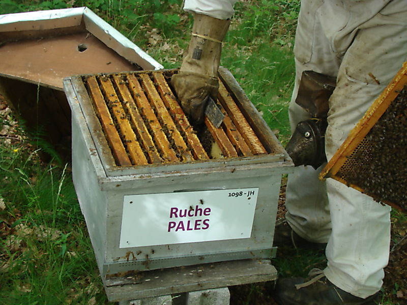 La ruche Pales