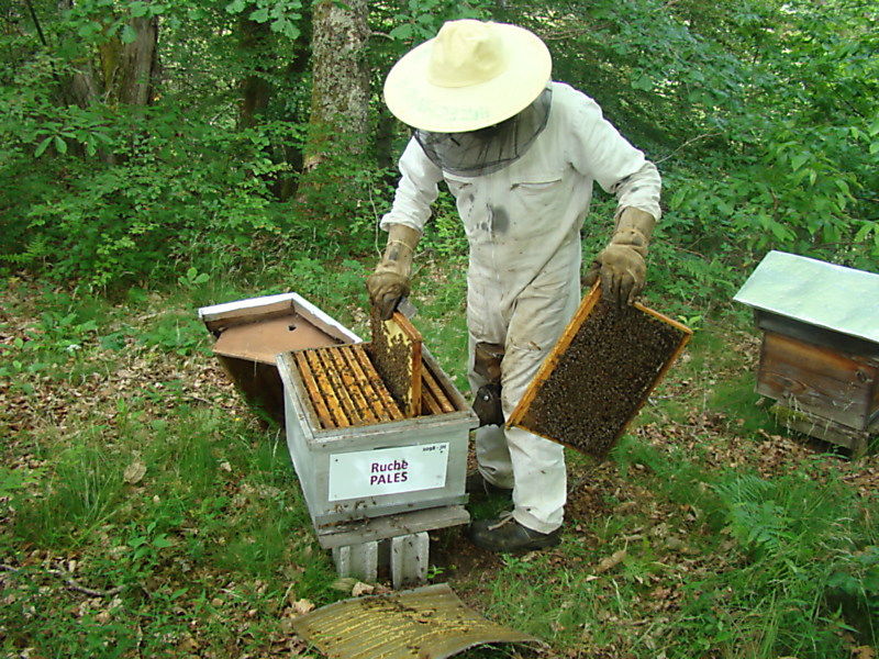 La ruche Pales