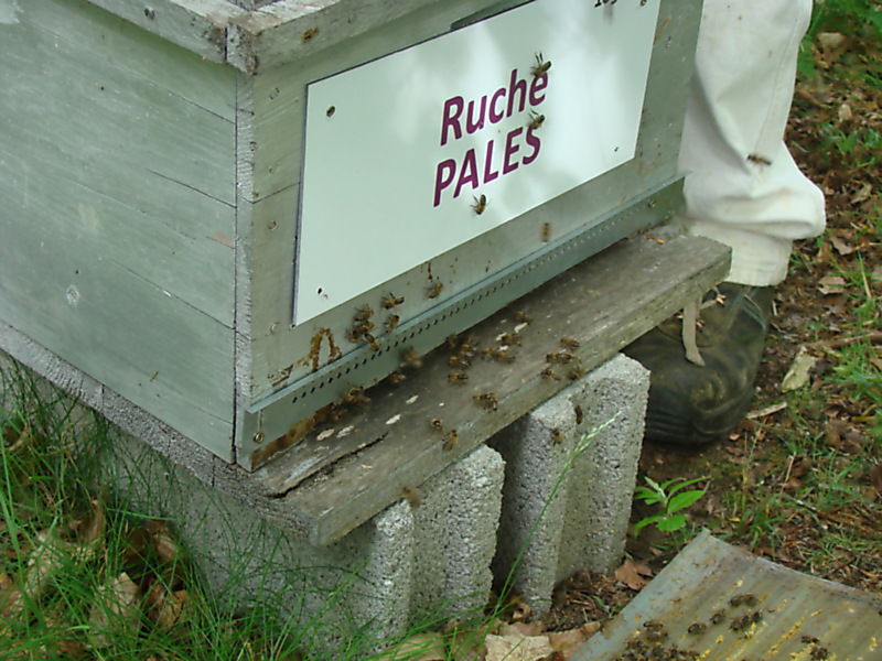 La ruche Pales
