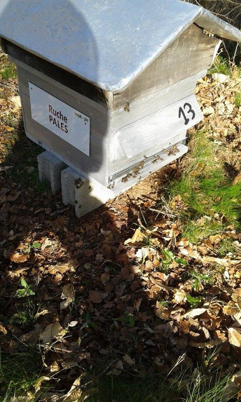 La ruche Pales