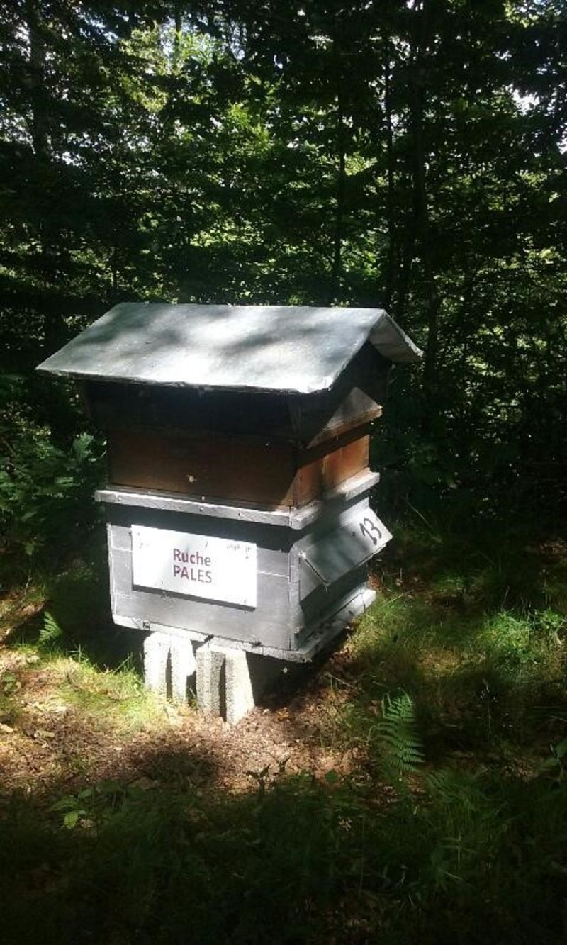 La ruche Pales