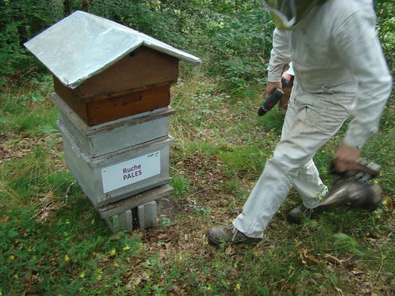 La ruche Pales