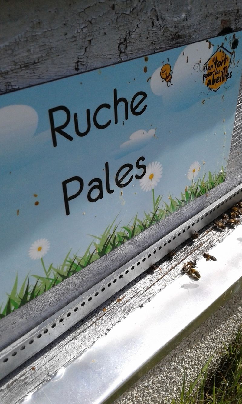 La ruche Pales